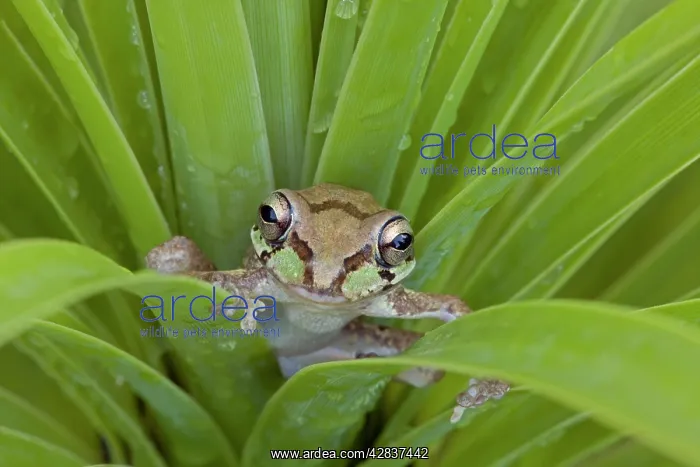 : Mexican Tree Frog - Alamos : Mexican Tree Frog - Alamos