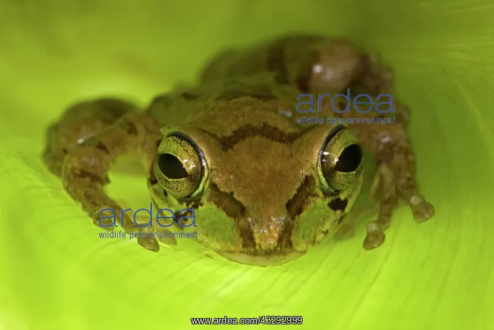 : Mexican Tree Frog (Smilisca baudinii) Alamos - Sonora : Mexican Tree Frog (Smilisca baudinii) Alamos - Sonora