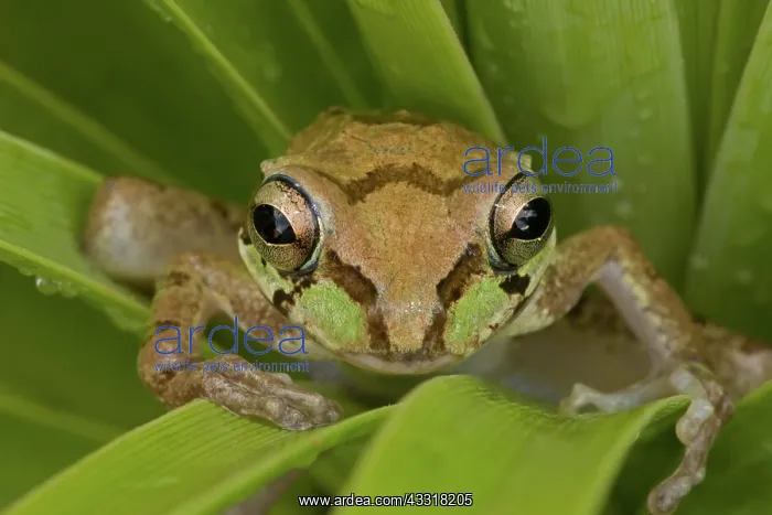 : Mexican Tree Frog (Smilisca baudinii) Alamos - Sonora - Mexi : Mexican Tree Frog (Smilisca baudinii) Alamos - Sonora - Mexi