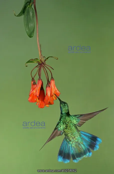 : Mexican violetear (Colibri thalassinus) in flight : Mexican violetear (Colibri thalassinus) in flight