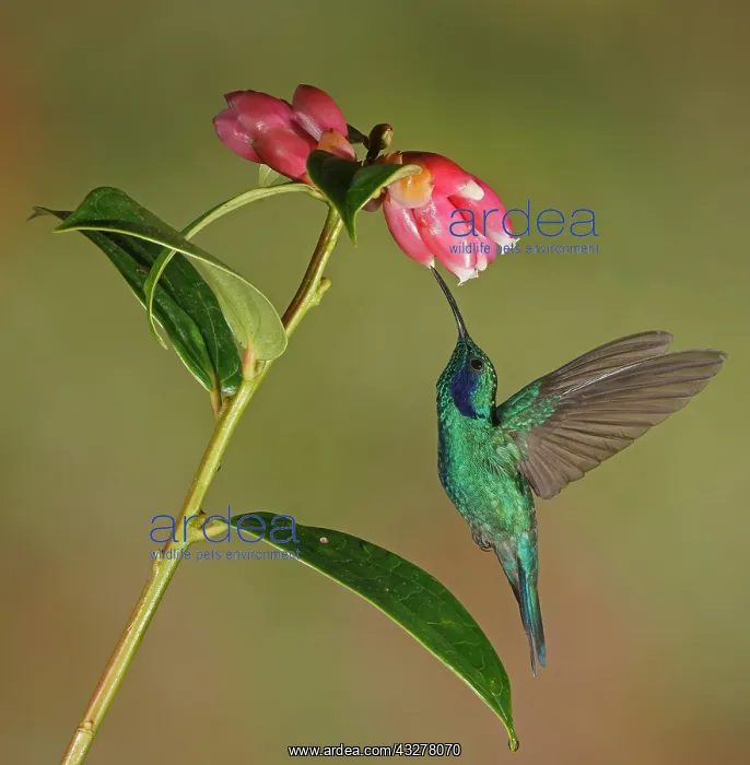 : Mexican violetear (Colibri thalassinus) in flight : Mexican violetear (Colibri thalassinus) in flight