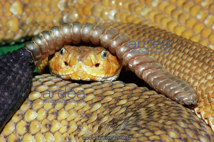 : Mexican West Coast Diamondback Rattlesnake : Mexican West Coast Diamondback Rattlesnake