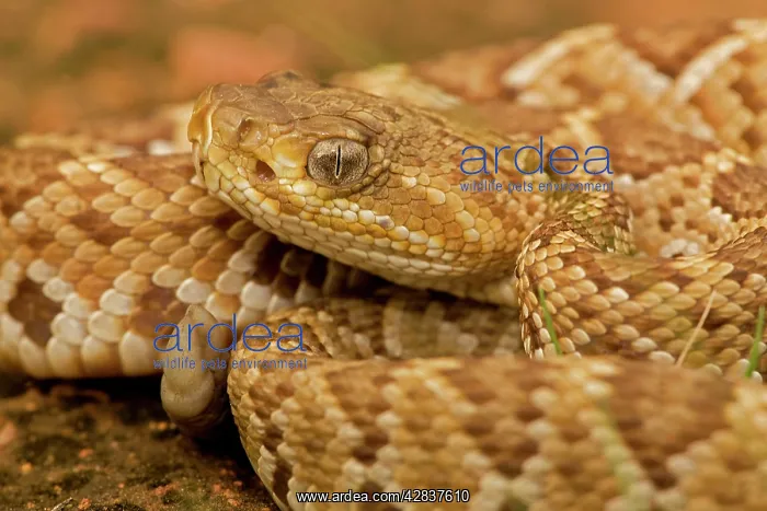 : Mexican West Coast Rattle Snake : Mexican West Coast Rattle Snake