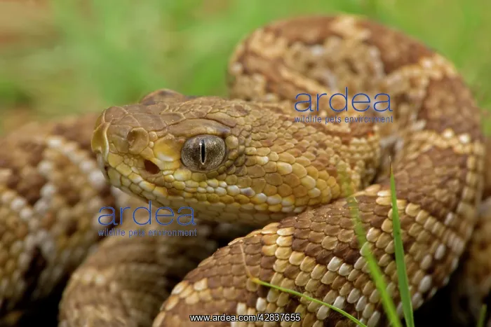 : Mexican West Coast Rattle Snake : Mexican West Coast Rattle Snake