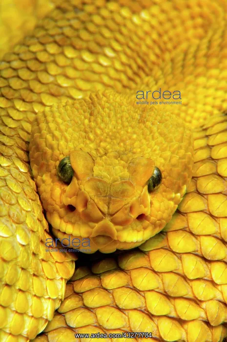 : Mexican west coast rattlesnake (Crotalus basiliscus) : Mexican west coast rattlesnake (Crotalus basiliscus)