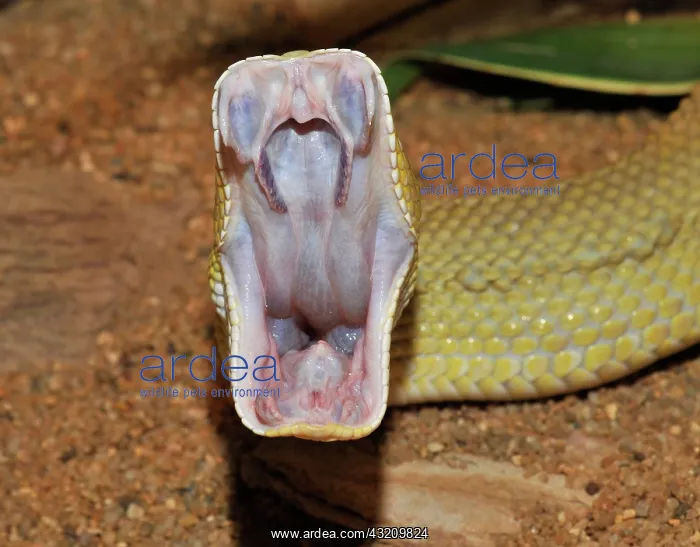 : Mexican West Coast Rattlesnake, mouth wide open : Mexican West Coast Rattlesnake, mouth wide open
