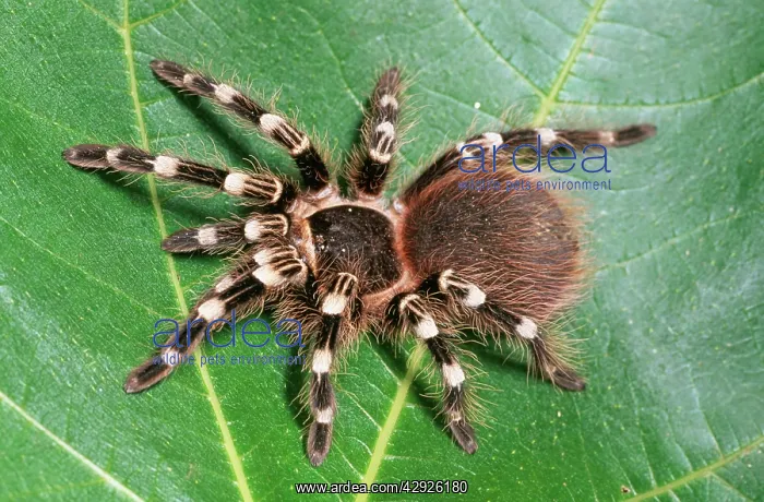 : Mexican White-Knee Tarantula / Bird-eating Spider : Mexican White-Knee Tarantula / Bird-eating Spider