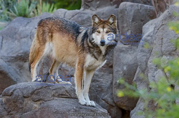 : Mexican Wolf (Canis lupus baileyi) Mexican Wolf : Mexican Wolf (Canis lupus baileyi) Mexican Wolf