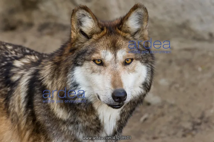 : Mexican Wolf (Canis lupus baileyi) Mexican Wolf : Mexican Wolf (Canis lupus baileyi) Mexican Wolf