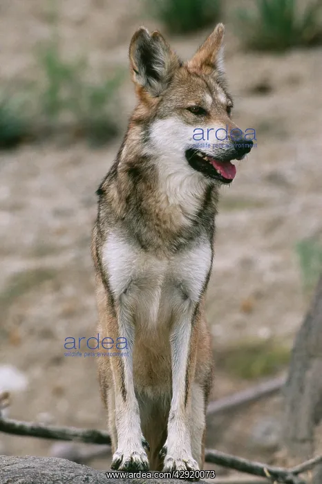 : Mexican WOLF - Critically endangered, 100 remain : Mexican WOLF - Critically endangered, 100 remain