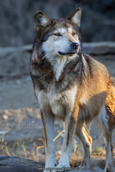 : Mexican Wolf or Mexican Gray Wolf (Canis lupus baileyi)--a : Mexican Wolf or Mexican Gray Wolf (Canis lupus baileyi)--a