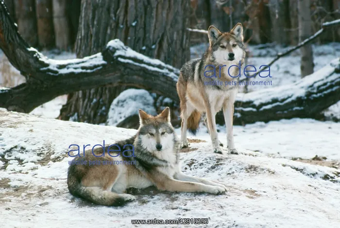 : Mexican WOLF - x two, in snow