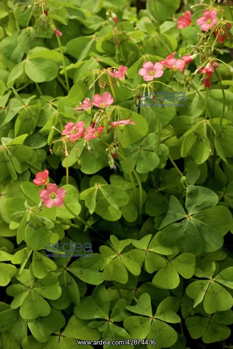 : Mexican wood-sorrel / shamrock : Mexican wood-sorrel / shamrock