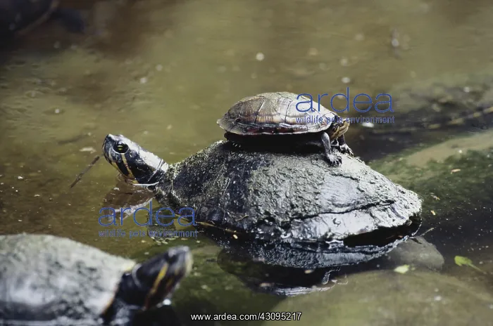 : Mexican Yellow-bellied Slider : Mexican Yellow-bellied Slider