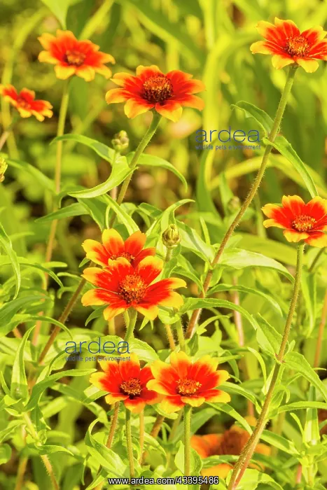 : Mexican Zinnia (Zinnia haageana) Profusion Persian : Mexican Zinnia (Zinnia haageana) Profusion Persian