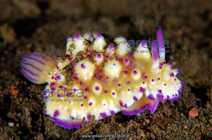  : Mexichromis Nudibranch - Melasti dive site, Tulamben