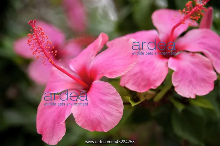 : Mexico, Cozumel, Hibiscus : Mexico, Cozumel, Hibiscus