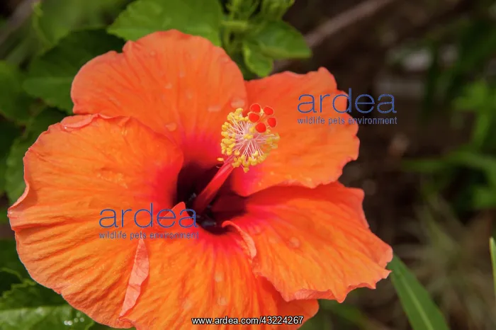 : Mexico, Cozumel, Hibiscus : Mexico, Cozumel, Hibiscus