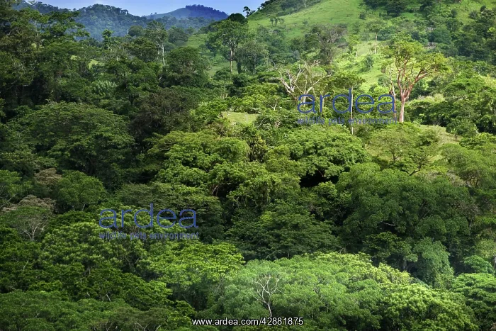  : Mexico - forest