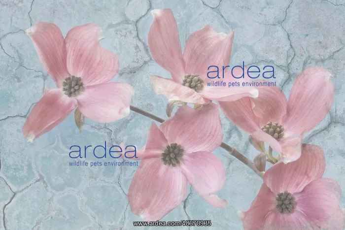 : Mexico, Jalpa. Pink dogwood flower collage. ic Don Paulson / : Mexico, Jalpa. Pink dogwood flower collage. ic Don Paulson /