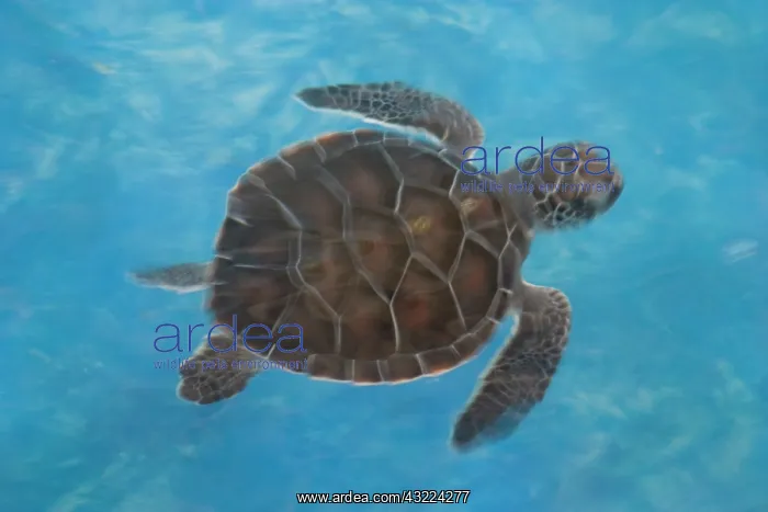  : Mexico, Yucatan, Isla Mujeres (Island of