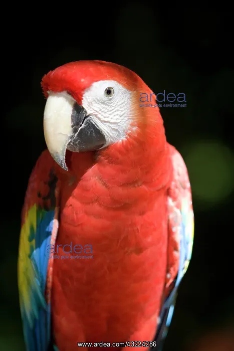 : Mexico, Yucatan, Merida, scarlet macaw (Ara : Mexico, Yucatan, Merida, scarlet macaw (Ara