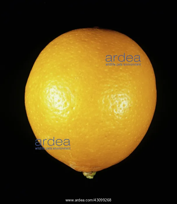 : Meyer Lemon : Meyer Lemon