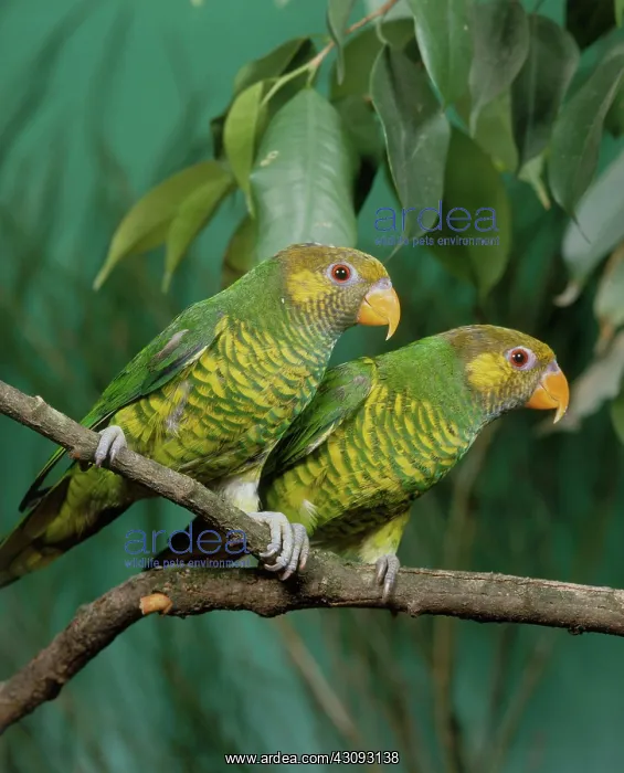  : Meyer's Lorikeets