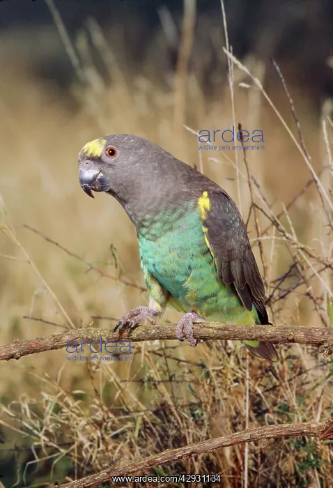  : Meyer's Parrot