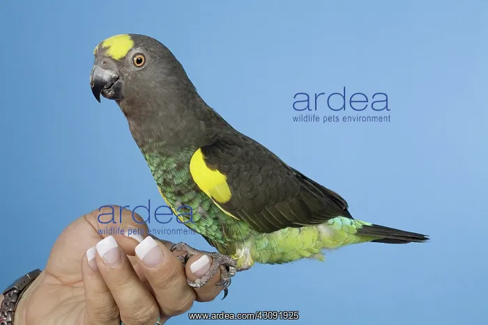 : Meyer's Parrot : Meyer's Parrot