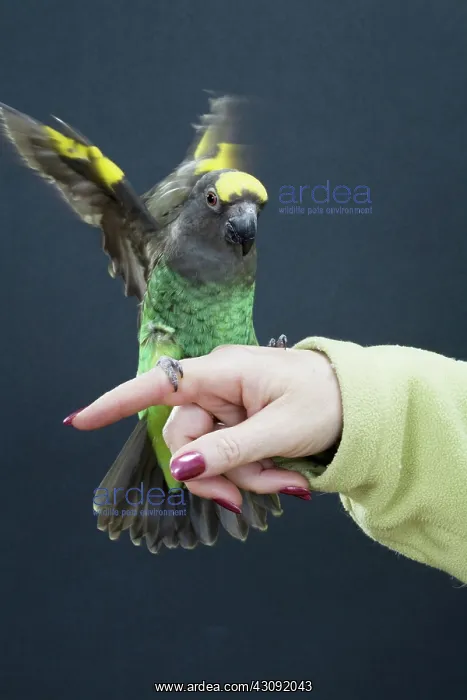 : Meyer's Parrot Landing on Hand : Meyer's Parrot Landing on Hand