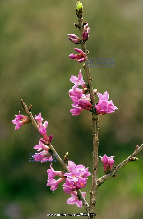 : Mezereon - in flower - early spring : Mezereon - in flower - early spring