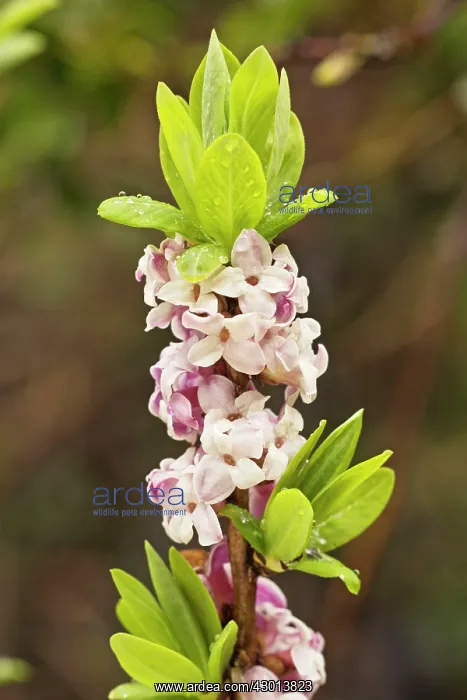  : Mezereon in flower in early spring