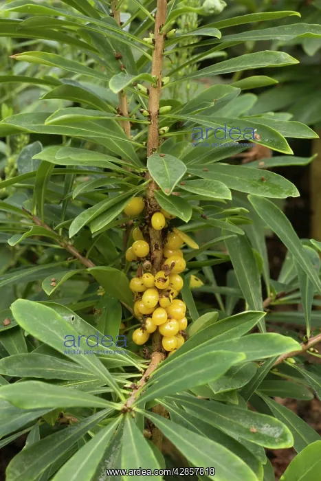 : Mezereon in fruit : Mezereon in fruit