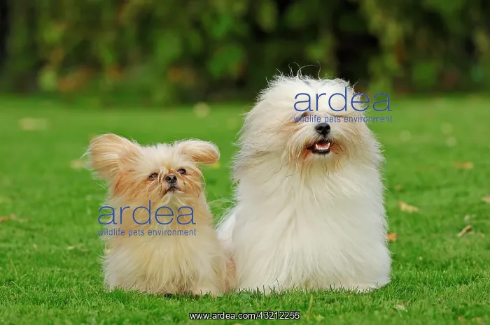 : Mi-Ki miniature dog and a Coton de Tulear in a meadow : Mi-Ki miniature dog and a Coton de Tulear in a meadow