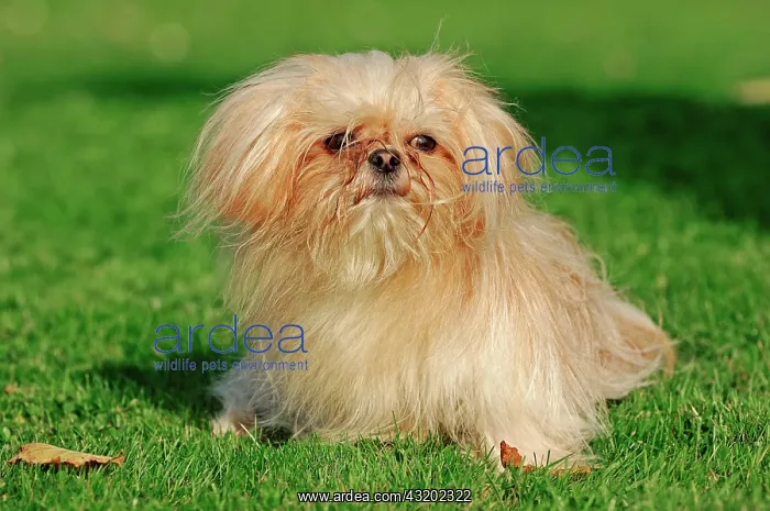 : Mi-Ki miniature dog Mi-Ki | Mi-Ki : Mi-Ki miniature dog Mi-Ki | Mi-Ki