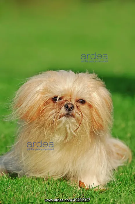 : Mi-Ki miniature dog Mi-Ki | Mi-Ki : Mi-Ki miniature dog Mi-Ki | Mi-Ki