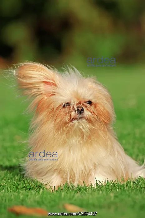 : Mi-Ki miniature dog Mi-Ki | Mi-Ki : Mi-Ki miniature dog Mi-Ki | Mi-Ki