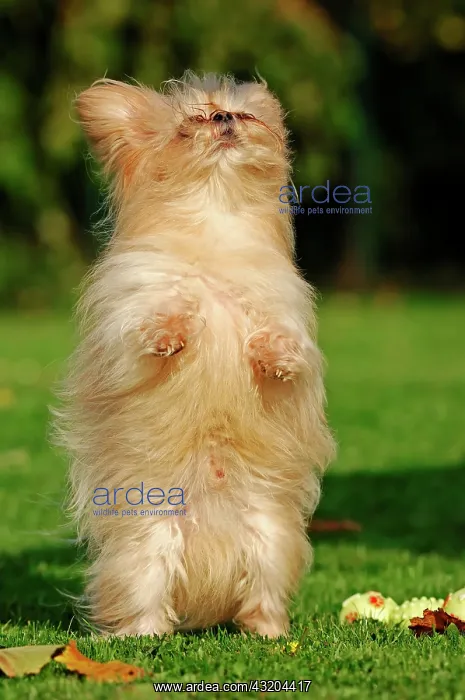 : Mi-Ki miniature dog, standing on its hindlegs Mi-Ki : Mi-Ki miniature dog, standing on its hindlegs Mi-Ki