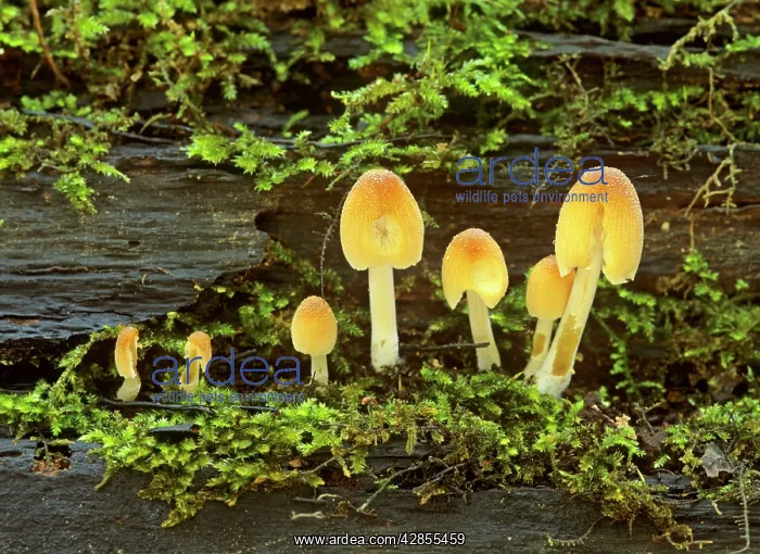 : Mica Cap family - fungus of various sizes growing : Mica Cap family - fungus of various sizes growing