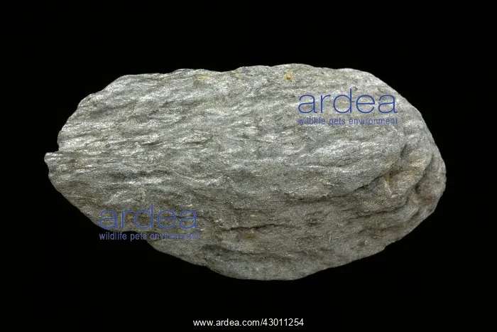 : Mica Schist : Mica Schist