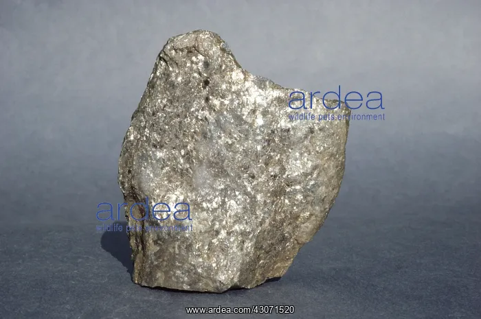 : Micaceous Quartzite : Micaceous Quartzite