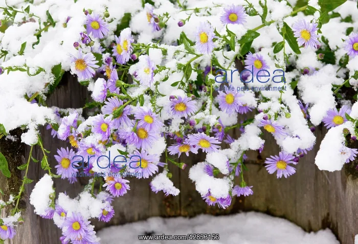 : Michaelmas Daisies (probably Aster x versicolor) : Michaelmas Daisies (probably Aster x versicolor)