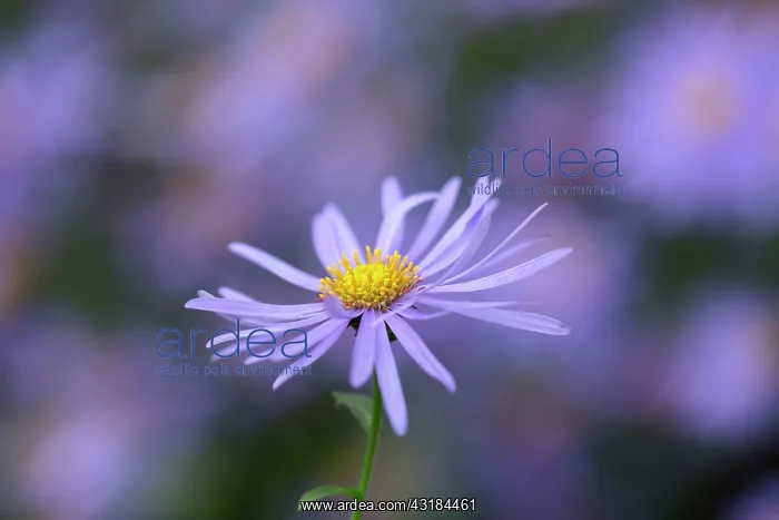 : Michaelmas daisy, Aster x frikartii Monch, Close : Michaelmas daisy, Aster x frikartii Monch, Close