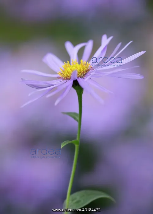 : Michaelmas daisy, Aster x frikartii Monch, Close : Michaelmas daisy, Aster x frikartii Monch, Close