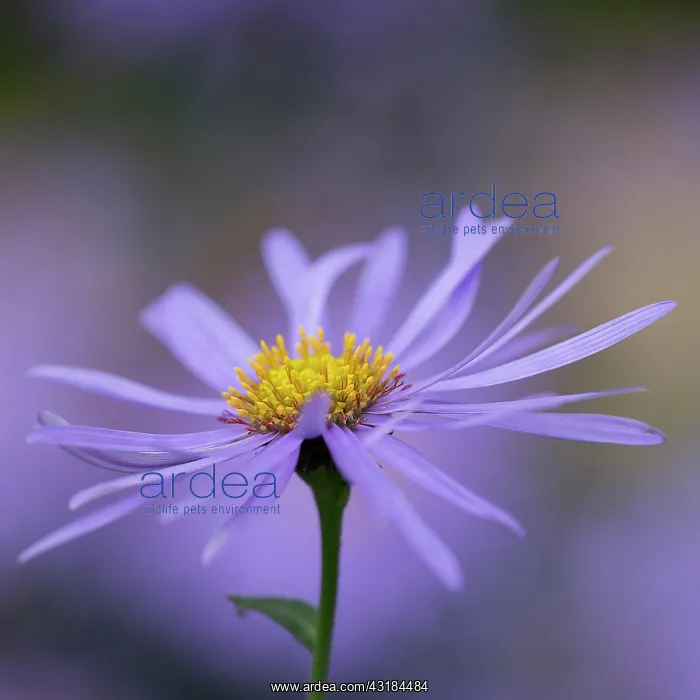  : Michaelmas daisy, Aster x frikartii Monch, Close