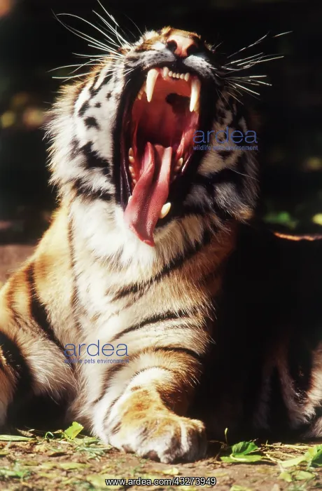 : Michigan, Detroit, Detroit Zoo, Tiger with : Michigan, Detroit, Detroit Zoo, Tiger with