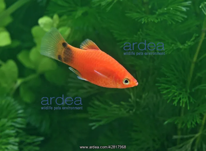 : Mickey mouse molly - side view male : Mickey mouse molly - side view male