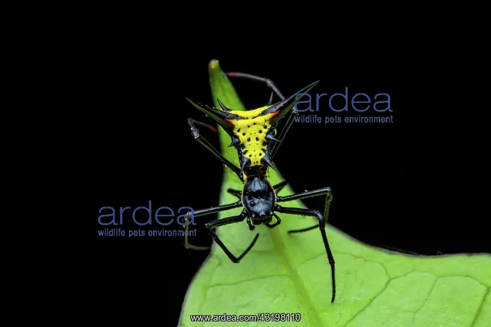: Micrathena (Micrathena schreibersi) on a leaf, Saut : Micrathena (Micrathena schreibersi) on a leaf, Saut