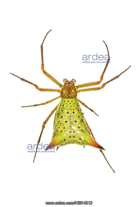 : Micrathena sp. isolated on a white background : Micrathena sp. isolated on a white background